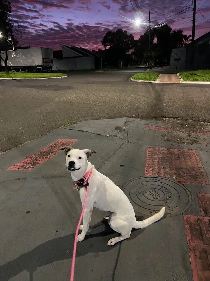 Cachorro raça SRD-ViraLata idade 1 ano nome Branca