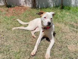 Cachorro raça SRD-ViraLata idade 1 ano nome Branca
