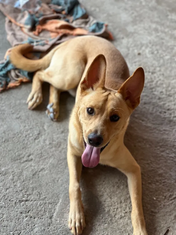 Cachorro raça SRD-ViraLata idade 1 ano nome Paçoca 