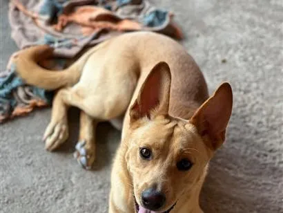 Cachorro raça SRD-ViraLata idade 1 ano nome Paçoca 