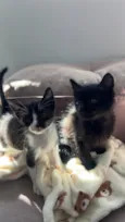 mabel e tita 