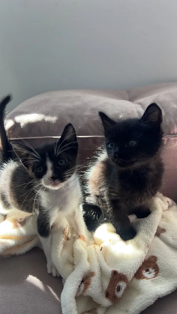 Gato raça SRD-ViraLata idade Abaixo de 2 meses nome mabel e tita 