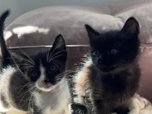 Gato raça SRD-ViraLata idade Abaixo de 2 meses nome mabel e tita 