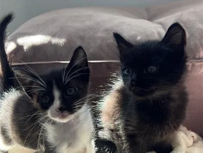Gato raça SRD-ViraLata idade Abaixo de 2 meses nome mabel e tita 