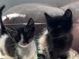 mabel e tita