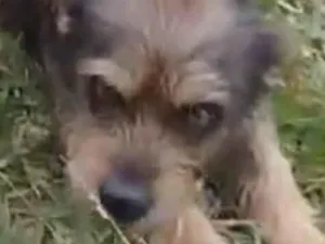 Cachorro raça Shitzu idade 7 a 11 meses nome Toddy 