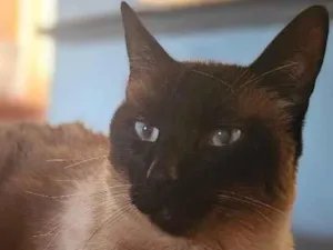 Gato raça Siamês idade 6 ou mais anos nome Snow