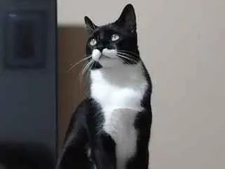 Gato raça SRD-ViraLata idade 2 anos nome Frajola