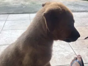 Cachorro raça SRD-ViraLata idade 2 a 6 meses nome Apolo e paçoca