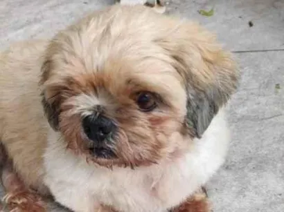Cachorro raça SRD-ViraLata idade 2 a 6 meses nome não sei