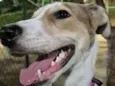 Nala