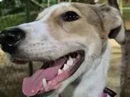 Cachorro raça SRD-ViraLata idade 7 a 11 meses nome Nala