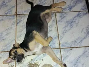 Cachorro raça SRD-ViraLata idade 2 a 6 meses nome bob