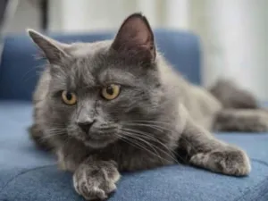 Gato raça Exótico idade 7 a 11 meses nome Tom 