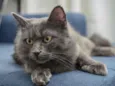 Tom