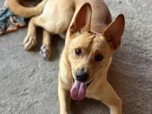 Cachorro raça SRD-ViraLata idade 1 ano nome Paçoca 