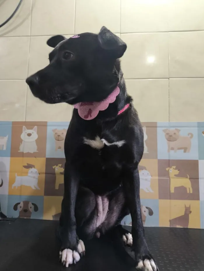 Cachorro raça SRD-ViraLata idade 2 a 6 meses nome Pandora
