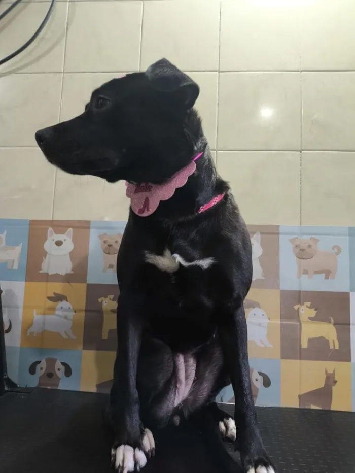 Cachorro raça SRD-ViraLata idade 2 a 6 meses nome Pandora