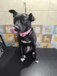Pandora