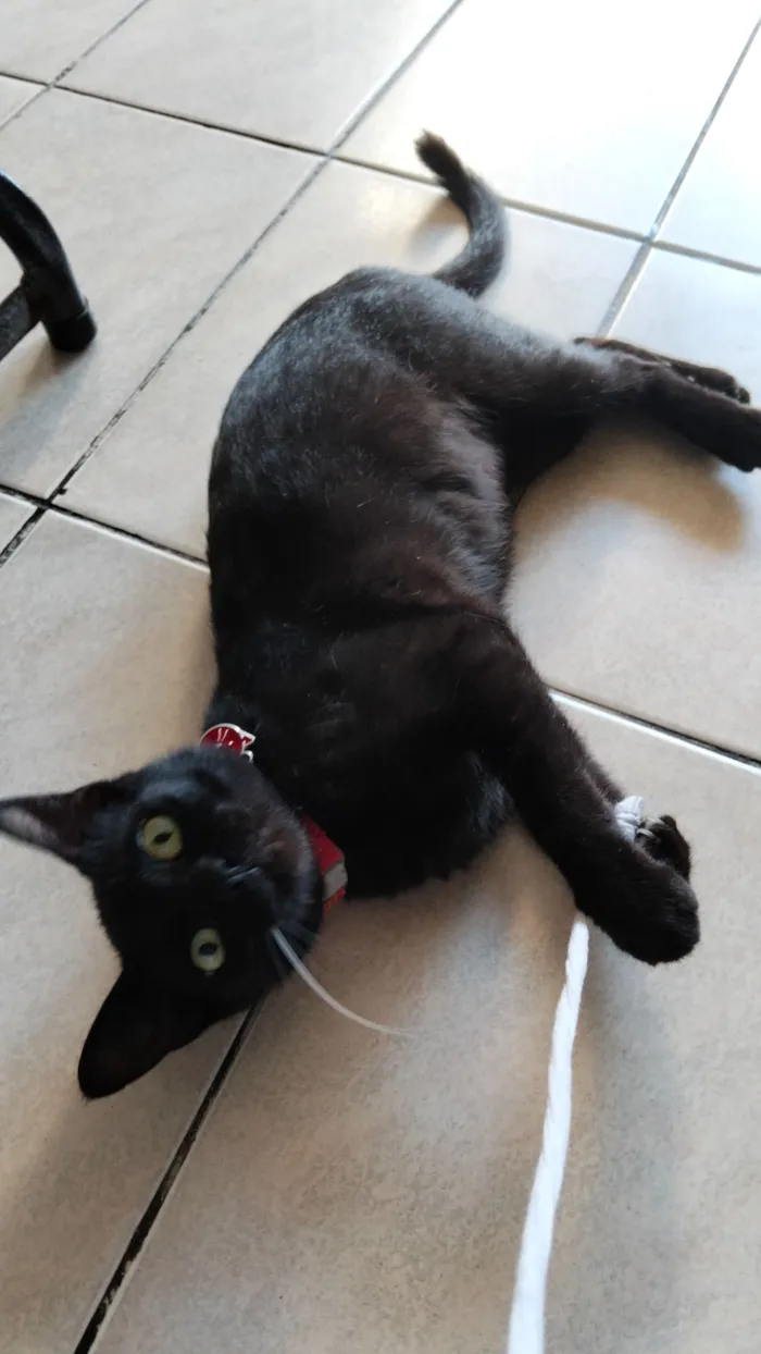 Gato raça SRD-ViraLata idade 7 a 11 meses nome Morena