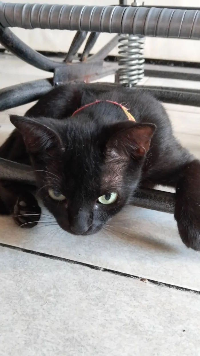 Gato raça SRD-ViraLata idade 7 a 11 meses nome Morena