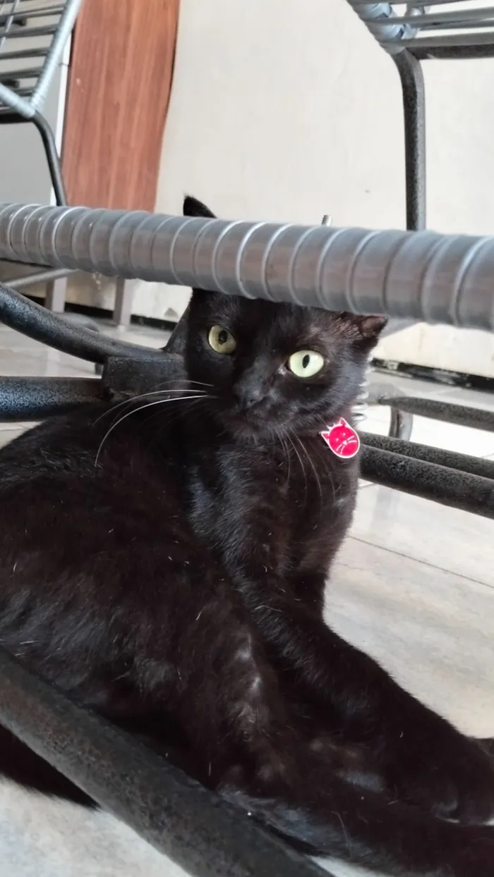 Gato raça SRD-ViraLata idade 7 a 11 meses nome Morena