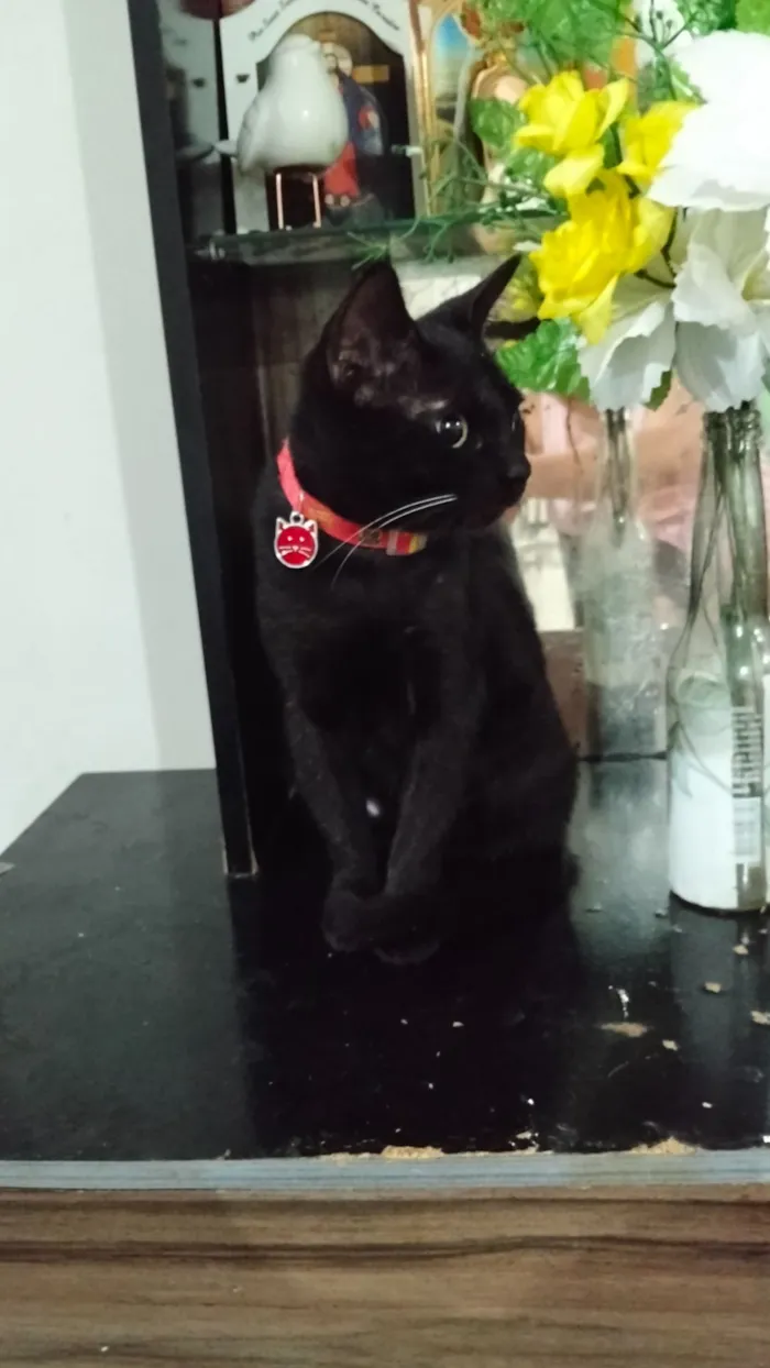 Gato raça SRD-ViraLata idade 7 a 11 meses nome Morena