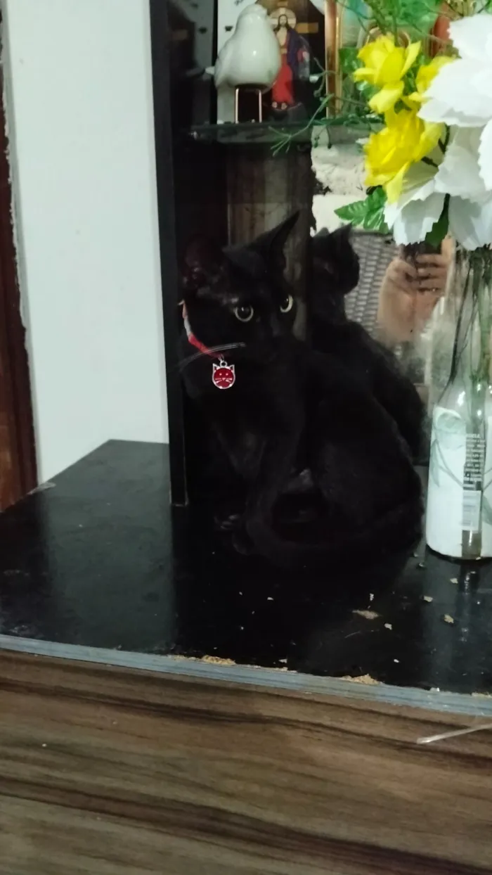 Gato raça SRD-ViraLata idade 7 a 11 meses nome Morena