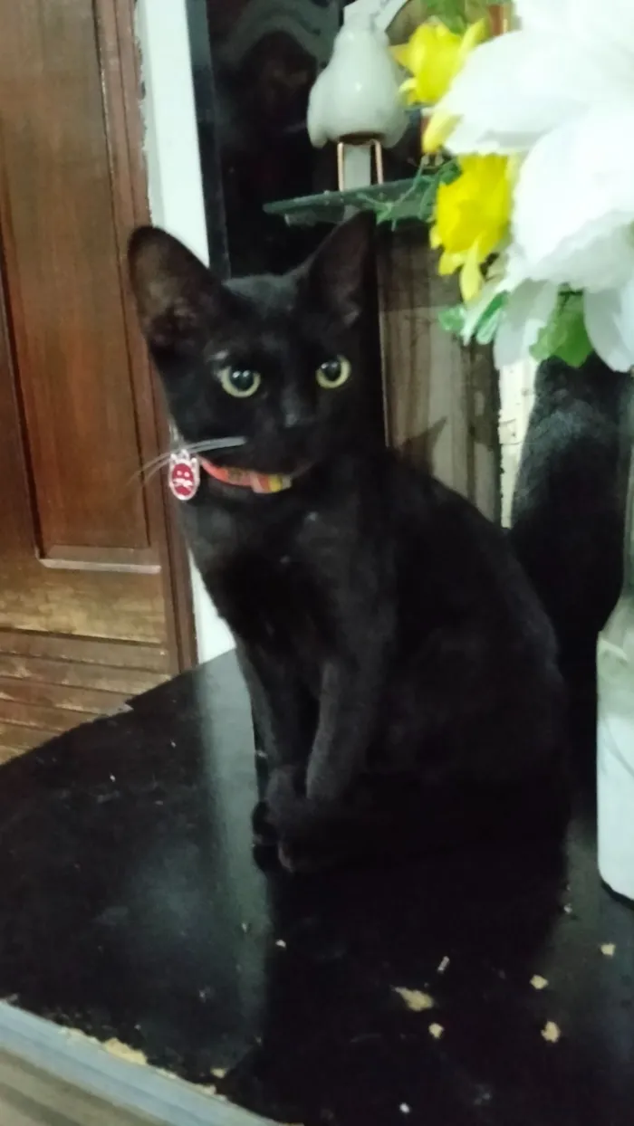Gato raça SRD-ViraLata idade 7 a 11 meses nome Morena