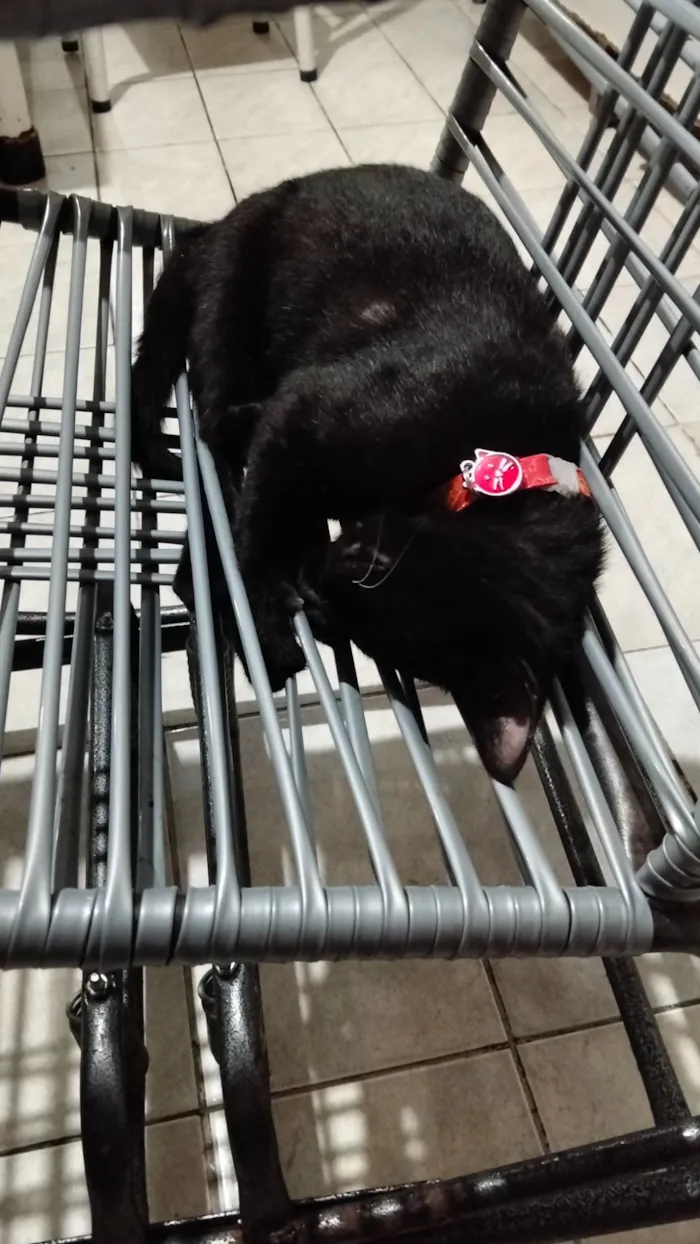 Gato raça SRD-ViraLata idade 7 a 11 meses nome Morena
