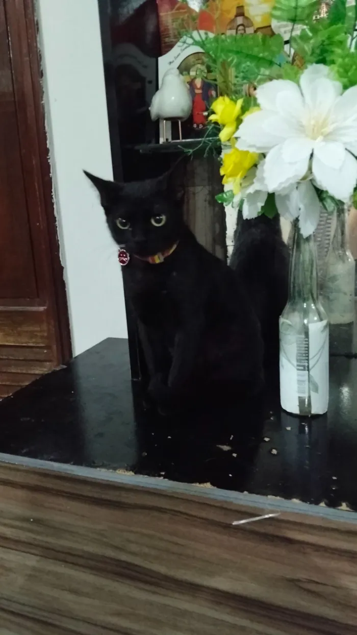 Gato raça SRD-ViraLata idade 7 a 11 meses nome Morena