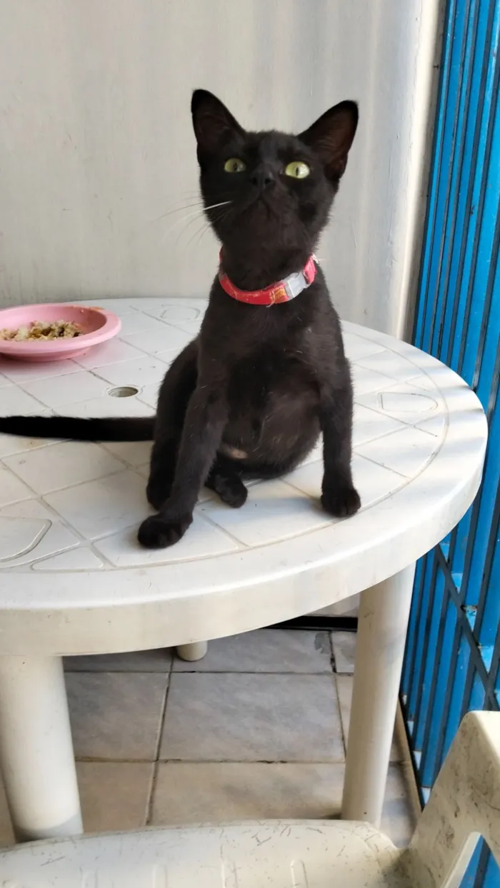 Gato raça SRD-ViraLata idade 7 a 11 meses nome Morena