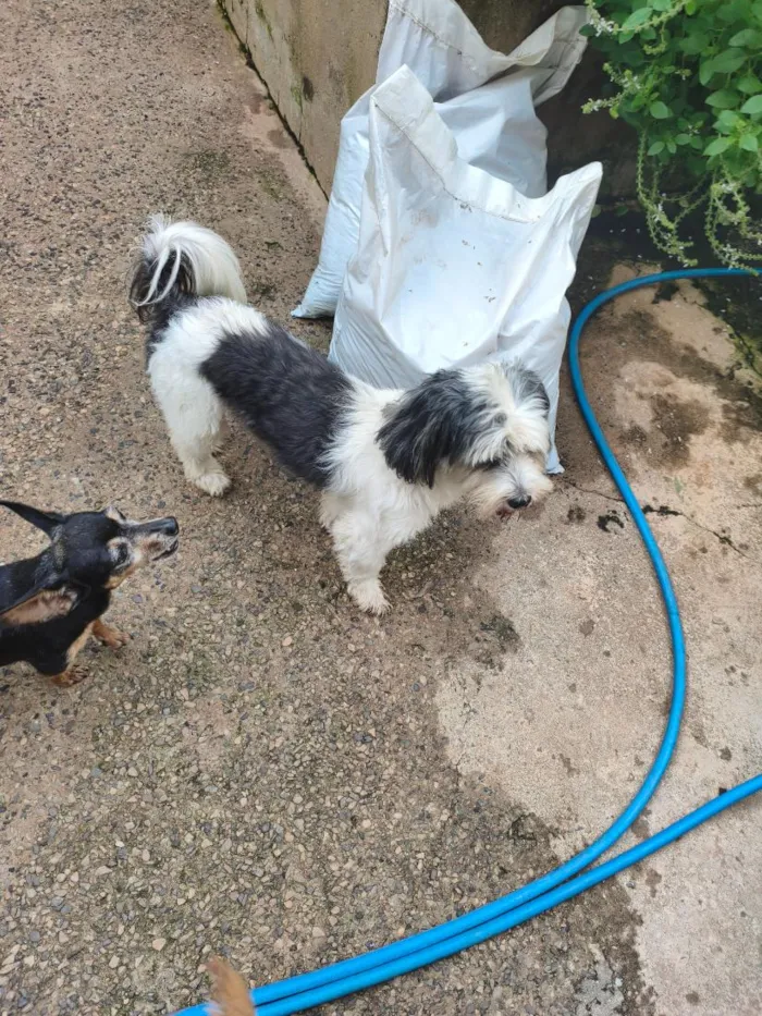 Cachorro raça Shitzu idade 2 a 6 meses nome nao sei