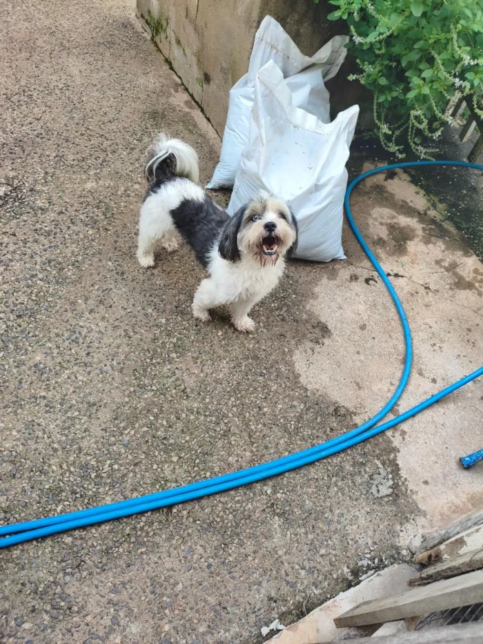 Cachorro raça Shitzu idade 2 a 6 meses nome nao sei