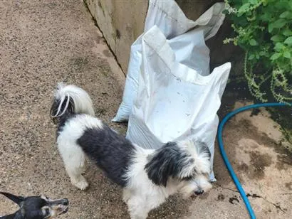 Cachorro raça Shitzu idade 2 a 6 meses nome nao sei