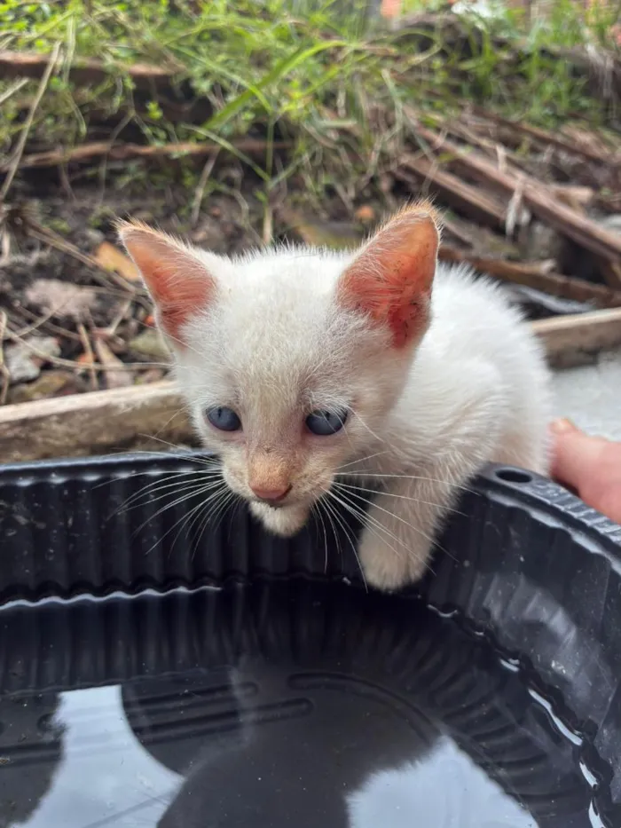 Gato raça SRD-ViraLata idade 2 a 6 meses nome gato 1 e 2