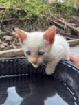 gato 1 e 2