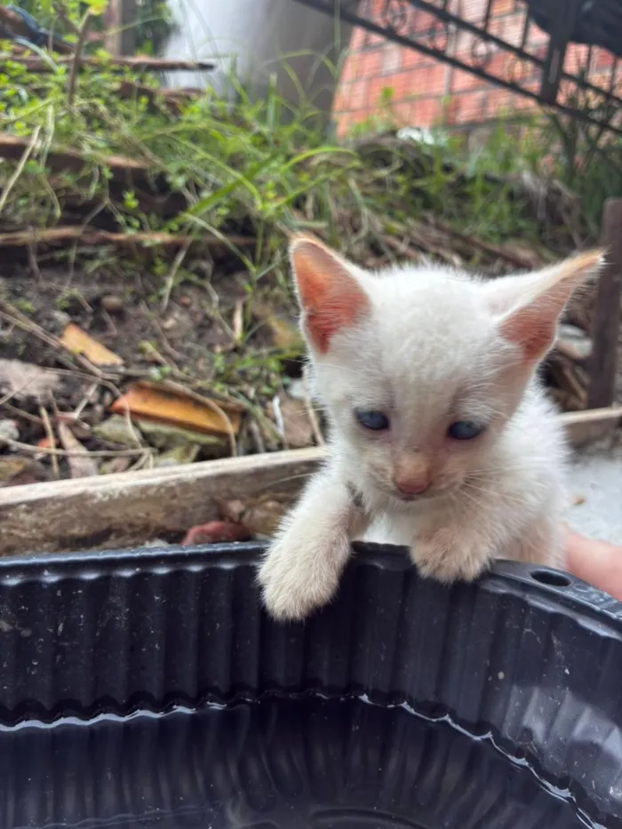 Gato raça SRD-ViraLata idade 2 a 6 meses nome gato 1 e 2