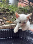 gato 1 e 2