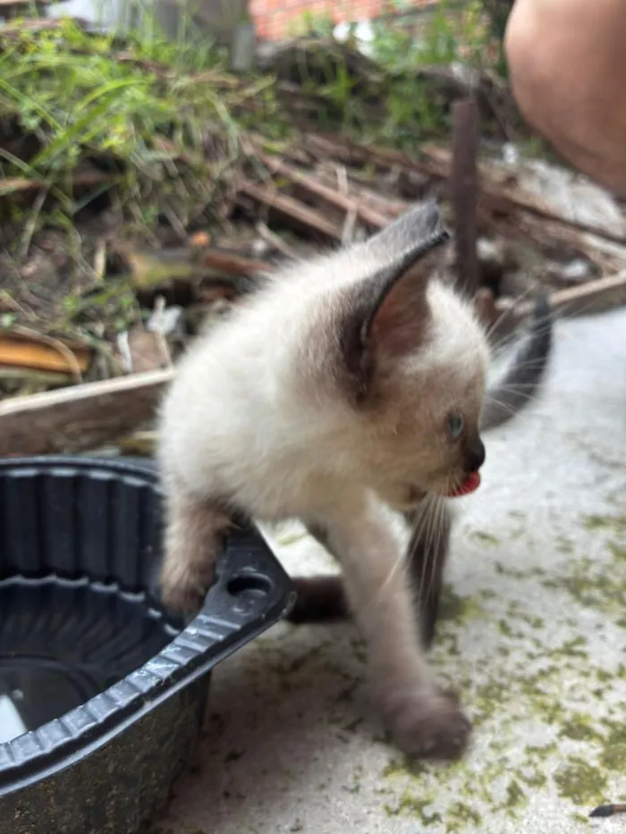 Gato raça SRD-ViraLata idade 2 a 6 meses nome gato 1 e 2