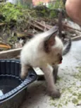 gato 1 e 2