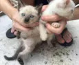 gato 1 e 2