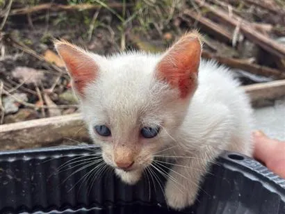 Gato raça SRD-ViraLata idade 2 a 6 meses nome gato 1 e 2