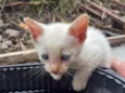gato 1 e 2