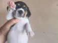 doação filhote 