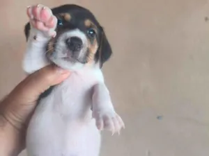 Cachorro raça SRD-ViraLata idade Abaixo de 2 meses nome doação filhote 