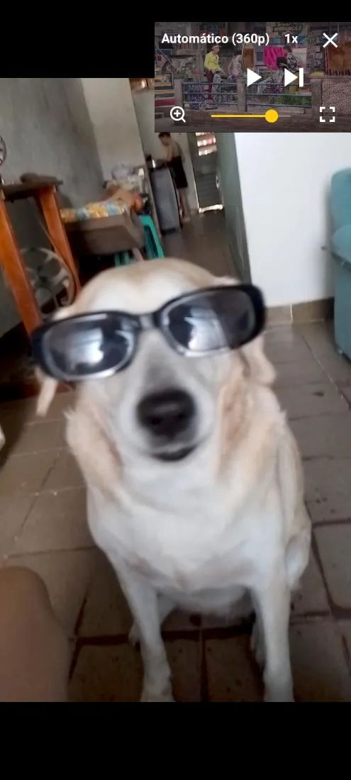 Cachorro raça SRD-ViraLata idade 6 ou mais anos nome Mel