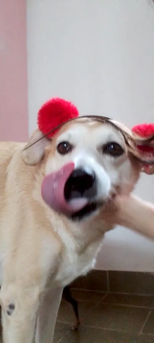Cachorro raça SRD-ViraLata idade 6 ou mais anos nome Mel
