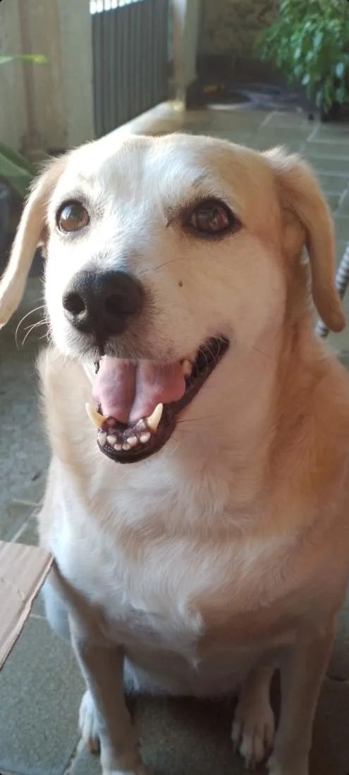 Cachorro raça SRD-ViraLata idade 6 ou mais anos nome Mel