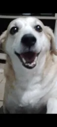 Mel